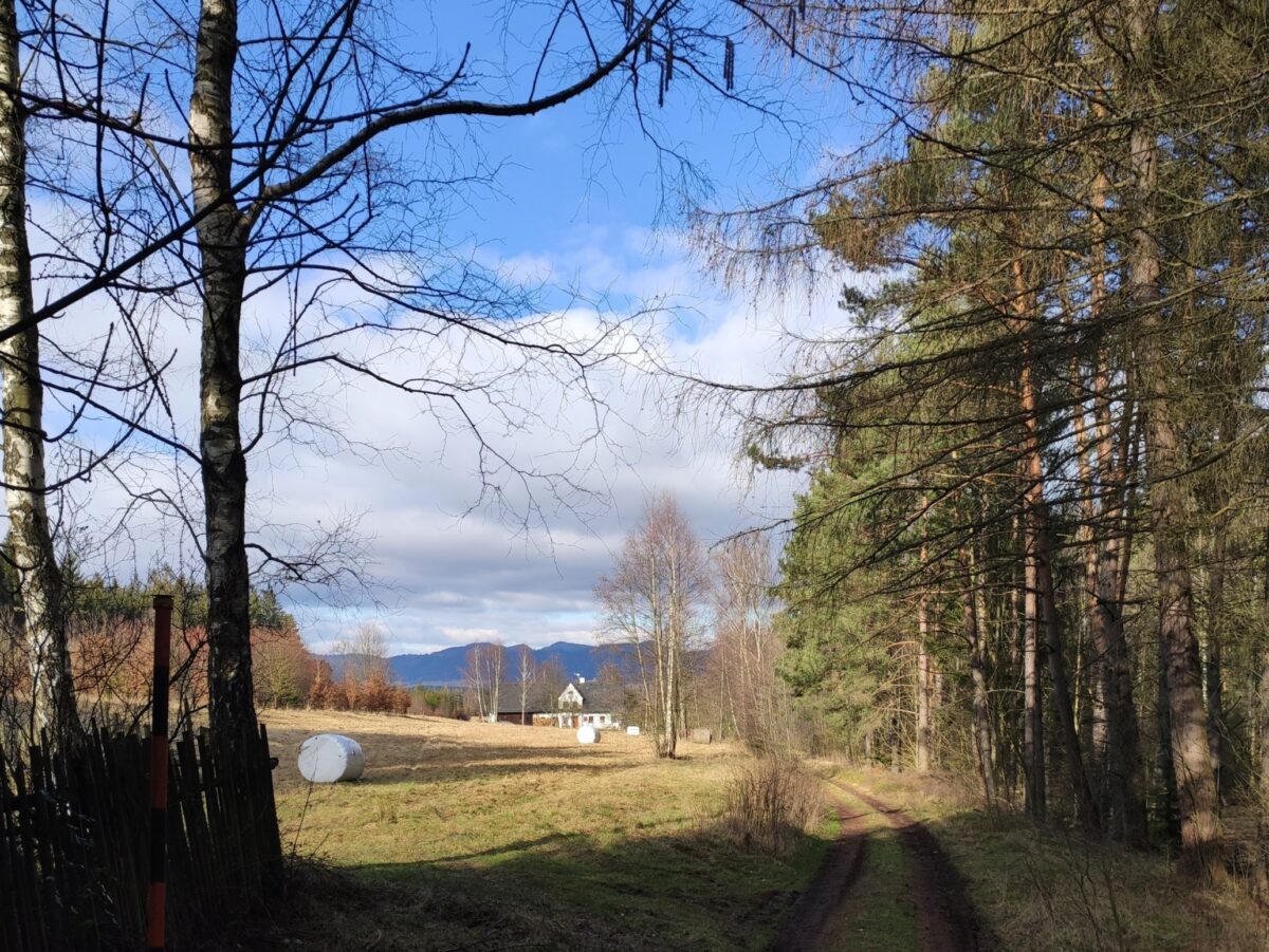 jetřichovské Lesní Domky