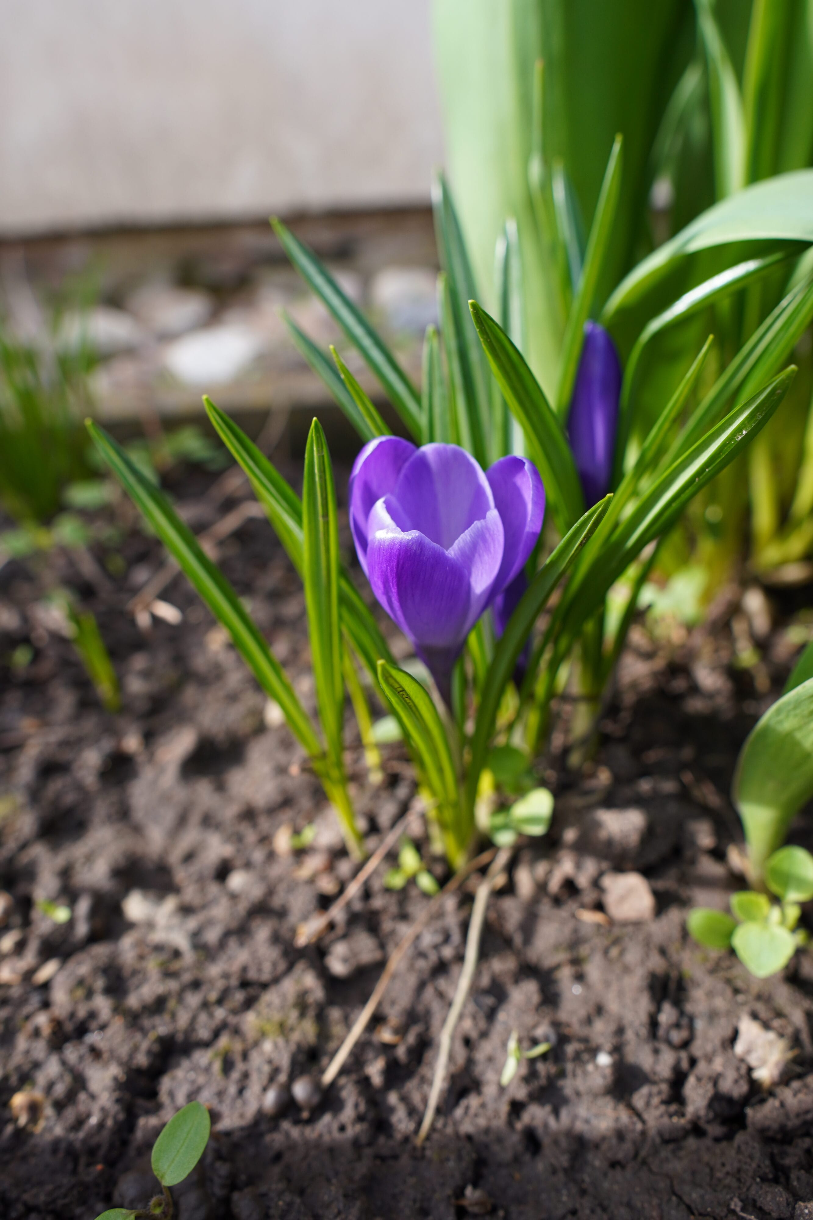 nový krokus