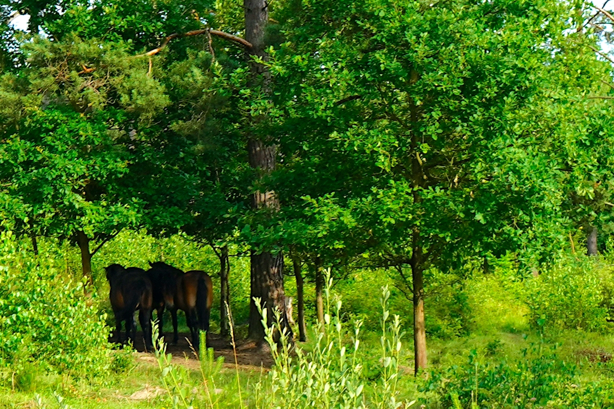 exmoorský pony